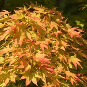 Acer palmatum ‘Sango Kaku’ — Emerald, VIC — Emerald Gardens Nursery