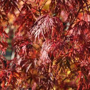 ‘Seiryu’ Japanese Maple — Emerald, VIC — Emerald Gardens Nursery