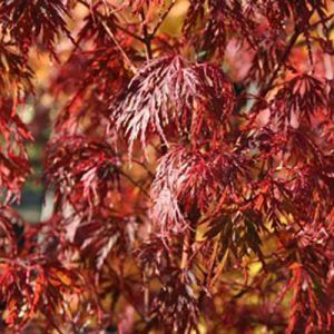 Acer palmatum ‘Seiryu’ — Emerald, VIC — Emerald Gardens Nursery