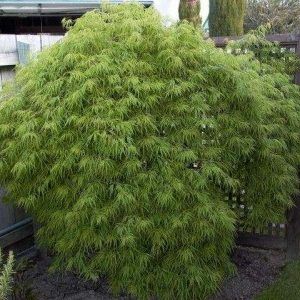 Acer dissectum ‘Viridis’ — Emerald, VIC — Emerald Gardens Nursery