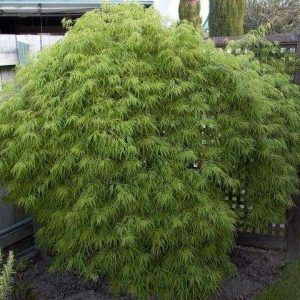 ‘Viridis’ Weeping Japanese Maple — Emerald, VIC — Emerald Gardens Nursery