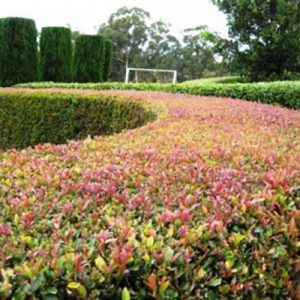 Acmena ‘Lilly Pilly’ — Emerald, VIC — Emerald Gardens Nursery