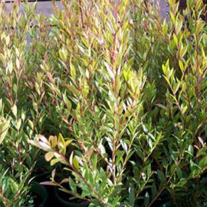 Acmena ‘Lilly Pilly’ — Emerald, VIC — Emerald Gardens Nursery