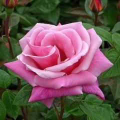 Admiral Rodney — Emerald, VIC — Emerald Gardens Nursery