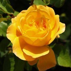 Adolf Horstmann — Emerald, VIC — Emerald Gardens Nursery