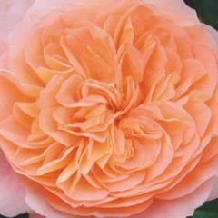 Afternoon Delight — Emerald, VIC — Emerald Gardens Nursery