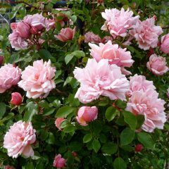 Albertine Climbing Rose — Emerald, VIC — Emerald Gardens Nursery