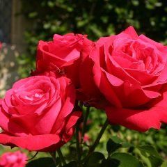 Alec's Red — Emerald, VIC — Emerald Gardens Nursery