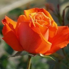 Alexander — Emerald, VIC — Emerald Gardens Nursery