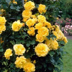 All Gold Climbing Rose — Emerald, VIC — Emerald Gardens Nursery