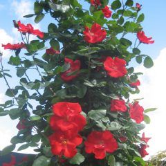 Altissimo Climbing Rose — Emerald, VIC — Emerald Gardens Nursery