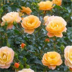 Amber Flower Carpet Rose — Emerald, VIC — Emerald Gardens Nursery