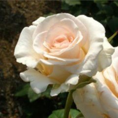 Amorosa — Emerald, VIC — Emerald Gardens Nursery