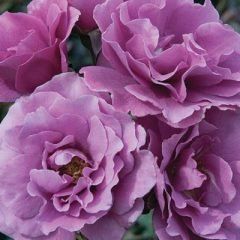 Angel Face — Emerald, VIC — Emerald Gardens Nursery