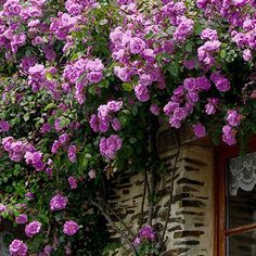 Angel Face Climbing Rose — Emerald, VIC — Emerald Gardens Nursery