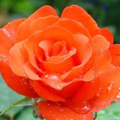 Angelique — Emerald, VIC — Emerald Gardens Nursery