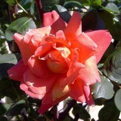 Anne Marie Trechslin — Emerald, VIC — Emerald Gardens Nursery