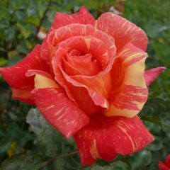 Anvil Sparks — Emerald, VIC — Emerald Gardens Nursery