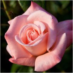 Aotearoa — Emerald, VIC — Emerald Gardens Nursery