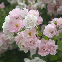 Apple Blossom Flower Carpet Rose — Emerald, VIC — Emerald Gardens Nursery