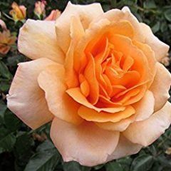 Apricot Delight — Emerald, VIC — Emerald Gardens Nursery