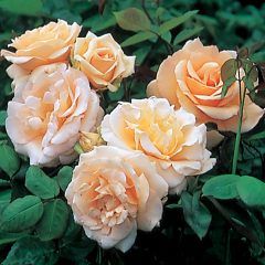 Apricot Nectar — Emerald, VIC — Emerald Gardens Nursery