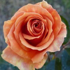 Ashram — Emerald, VIC — Emerald Gardens Nursery