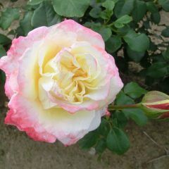 Athena — Emerald, VIC — Emerald Gardens Nursery