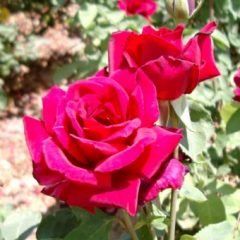 Avon — Emerald, VIC — Emerald Gardens Nursery