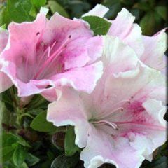 Gumpo Lavender — Emerald, VIC — Emerald Gardens Nursery