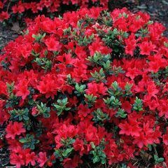 Gumpo Polka — Emerald, VIC — Emerald Gardens Nursery