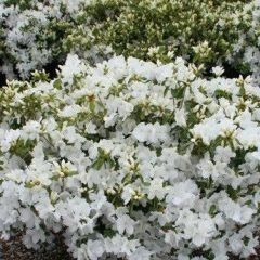 Gumpo White — Emerald, VIC — Emerald Gardens Nursery