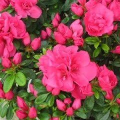 Advent Bells — Emerald, VIC — Emerald Gardens Nursery