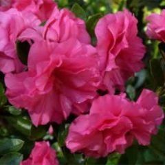 Anna Kehr — Emerald, VIC — Emerald Gardens Nursery