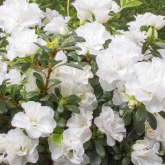 Brides Bouquet — Emerald, VIC — Emerald Gardens Nursery