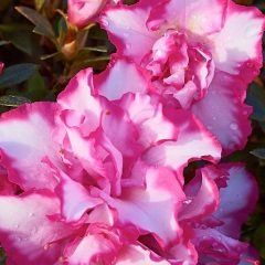 Cha Cha — Emerald, VIC — Emerald Gardens Nursery