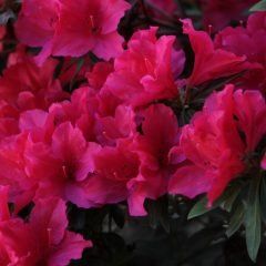 Charlie — Emerald, VIC — Emerald Gardens Nursery