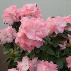 Cliff's Choice — Emerald, VIC — Emerald Gardens Nursery