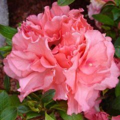 Dancer — Emerald, VIC — Emerald Gardens Nursery