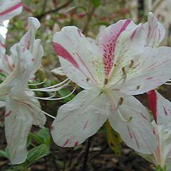 Dimity — Emerald, VIC — Emerald Gardens Nursery