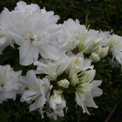 Dream Clouds — Emerald, VIC — Emerald Gardens Nursery