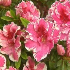 Empress of India — Emerald, VIC — Emerald Gardens Nursery