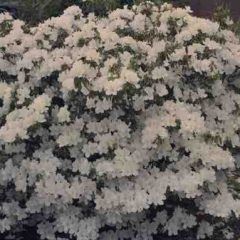 Fielders White — Emerald, VIC — Emerald Gardens Nursery