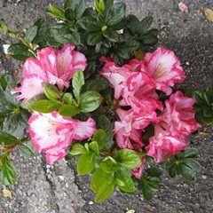 Gay Paree — Emerald, VIC — Emerald Gardens Nursery