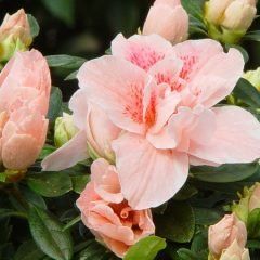 Gloria — Emerald, VIC — Emerald Gardens Nursery