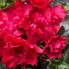 Goyet — Emerald, VIC — Emerald Gardens Nursery