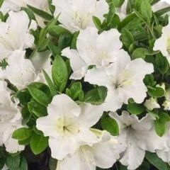 Iceberg — Emerald, VIC — Emerald Gardens Nursery