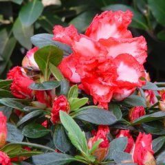 Leopold Astrid — Emerald, VIC — Emerald Gardens Nursery