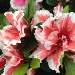 Mardi Gras — Emerald, VIC — Emerald Gardens Nursery