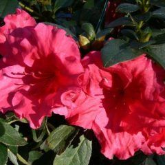 Mission Bells — Emerald, VIC — Emerald Gardens Nursery